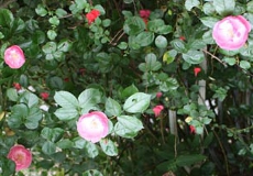 Nana French Photolibrary