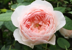 Nana French Photolibrary